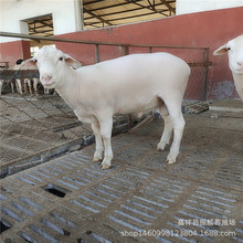 纯种澳洲白绵羊活体羊羔价格 澳洲白绵羊小羊 活羊