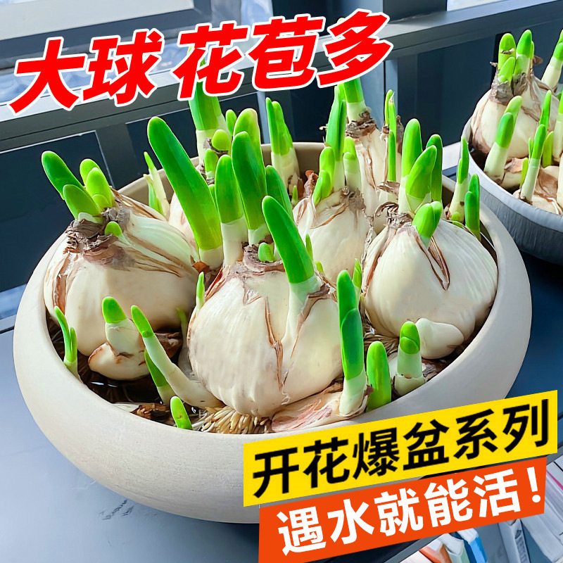 Double-Petaled Narcissus Bulbs, Water-Cultured Potted Plants, Autumn and Winter Blooming Florals and Green Plants, Indoor Florals and Green Plants, Hydroponic Soil Culture