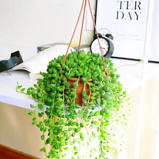 �������˜I������m�����҃Ȳ�ʿ�Dާ�Gֲ�����՚��ļ�����ֲ��