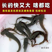 埃及塘鲺鱼苗 塘角鱼苗 土塘鲺鱼苗八须鲶鱼本地塘虱革胡子麦太保