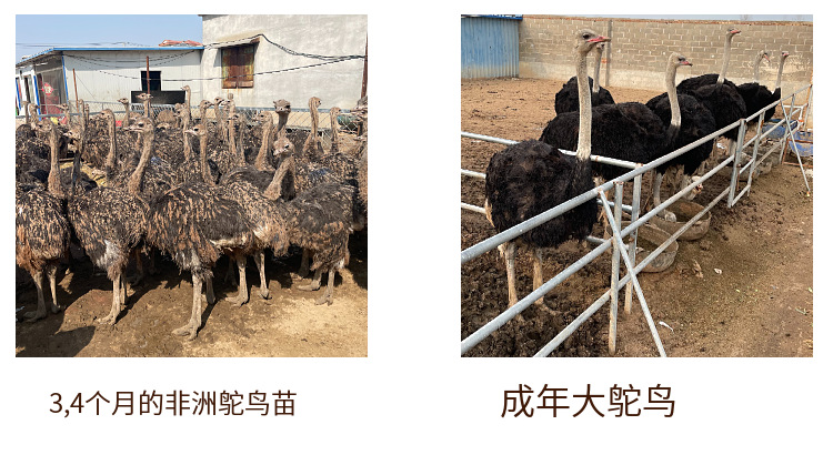 O1CN01XA44ix1k00e1mkBs8_!!3564