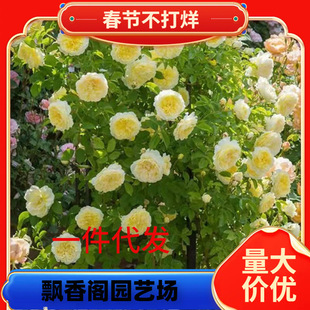 һ�����l18.8Ԫ6��6���Nޱ�����ٱ������^���Gֲֲ�������̨ͥԺ