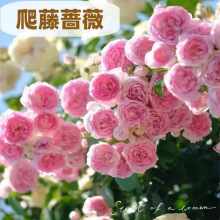 爬藤月季蔷薇花苗四季开花浓香庭院玫瑰花种籽子大花盆栽