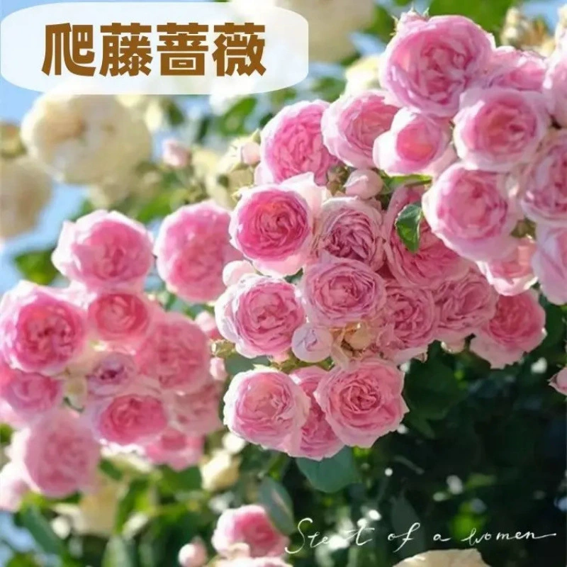 Саженцы розы для лазания цветут в любое время года, ароматные семена дворовых роз, крупные цветочные горшечные растения.