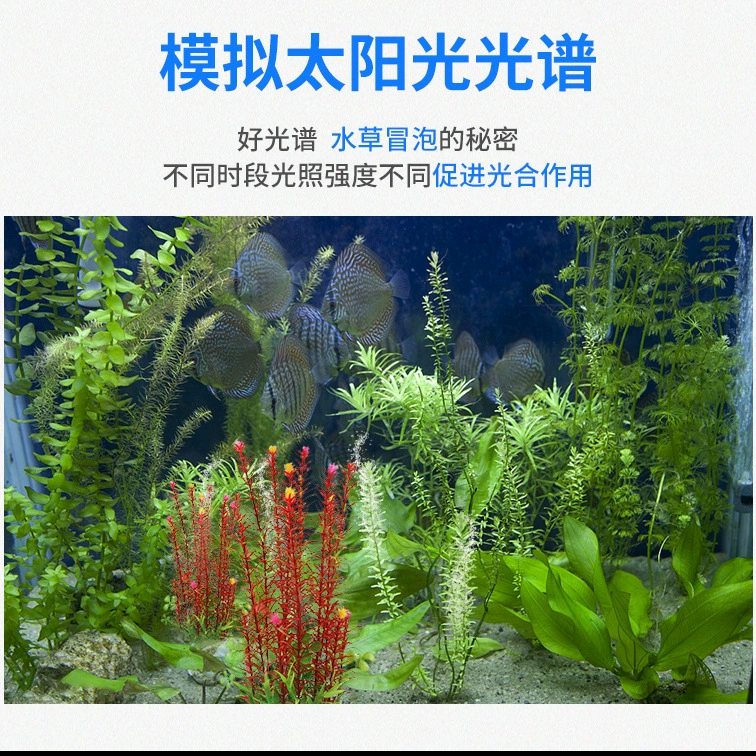 尼特利 God Lantern full spectrum new WRG65W85W small lamps disk LED aquatic grass lantern lanterns lamp aquarium