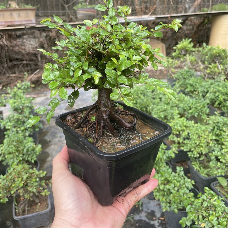雀梅小品盆景小叶榆树福建茶六月雪提根造型精品树桩矮霸老桩盆栽