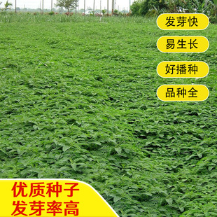 Jiajing Seeds, Jiajing Seeds, Alkaline Jing Green Fertilizer Pasture, Flood-Resistant, Drought-Resistant, Saline-Alkali Soil Improvement, Pasture Orchard Nitrogen Fixation