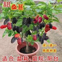 ɣ�ؘ����Ϸ������Nֲ�ļ�����ʳ��ɣ���~���~���L��ɣˮ����ɣ�