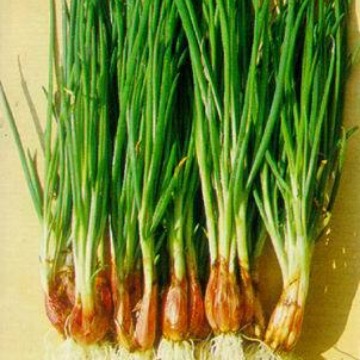 供应高浓度 小香葱香基 10倍 油溶 5KG起订