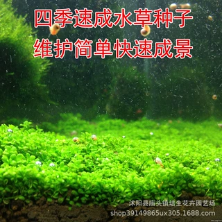 水草种子水族箱造景大牛毛小牛毛迷你对叶草种鱼缸速成种子批发