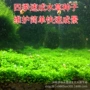 迷你水族箱小牛草种