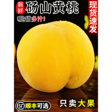 �Xɽ�S�ҽ����rë����ˮ���������Fժ�S�����Ҵ��������]