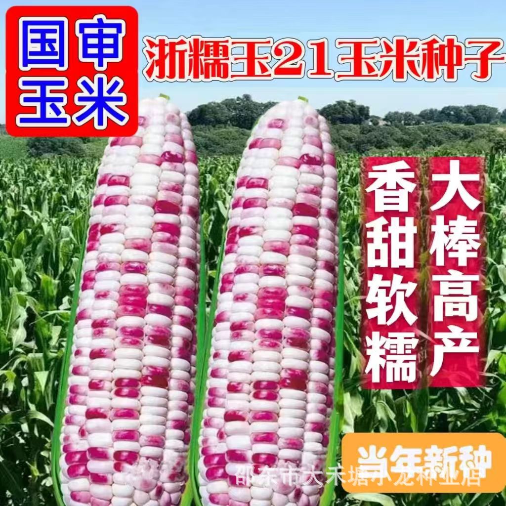 【软甜糯】浙糯玉21玉米种子四季高产香甜软糯彩甜糯玉米种子30克