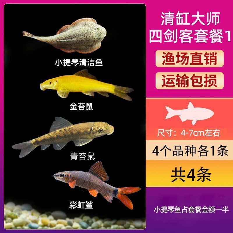 グッピー、フェニックステール、淡水、繁殖しやすく、育てやすい、純種のランプ科の小型熱帯魚観賞魚の稚魚|undefined