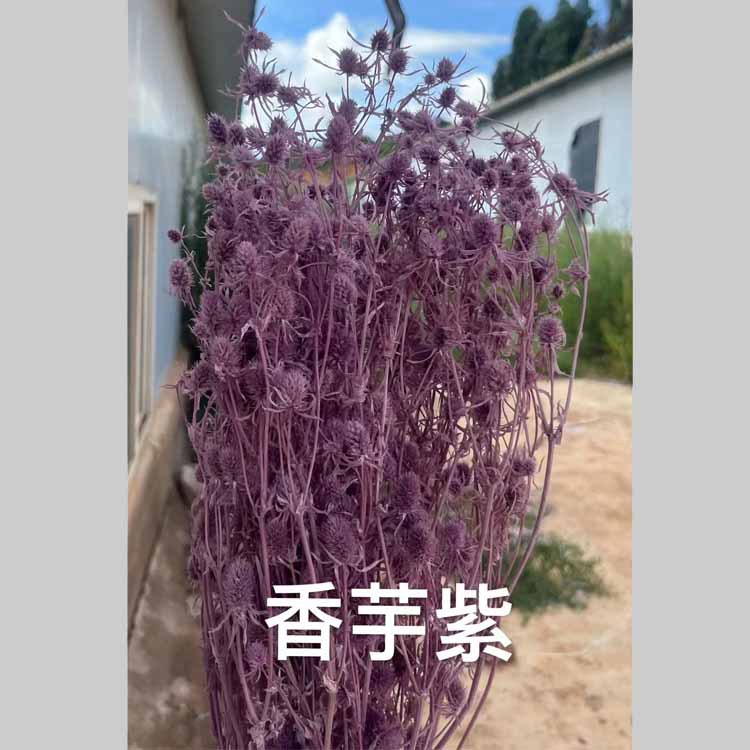 퍼플 타로 [약 100]