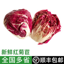 红菊苣 落地红球生菜 紫苣 新鲜蔬菜沙拉食材西餐配菜  包邮