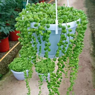 �������������m�����҃��̨�k�����ļ����B����ȩ�Gֲ����