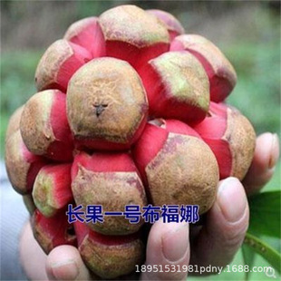 ���ϻ�������ζ�Ӳ����ȴ�Ѫ�پ�F���٘��翹˪���ϱ����N����