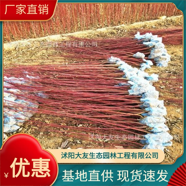 База из красного дерева Оптовая продажа Сорта рассады красного дерева самостоятельного производства Полный проект ландшафтного дизайна Озеленение рассады