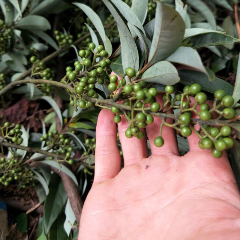 特惠山胡椒每天上山湖南郴州现摘新鲜木姜子山苍子木浆子