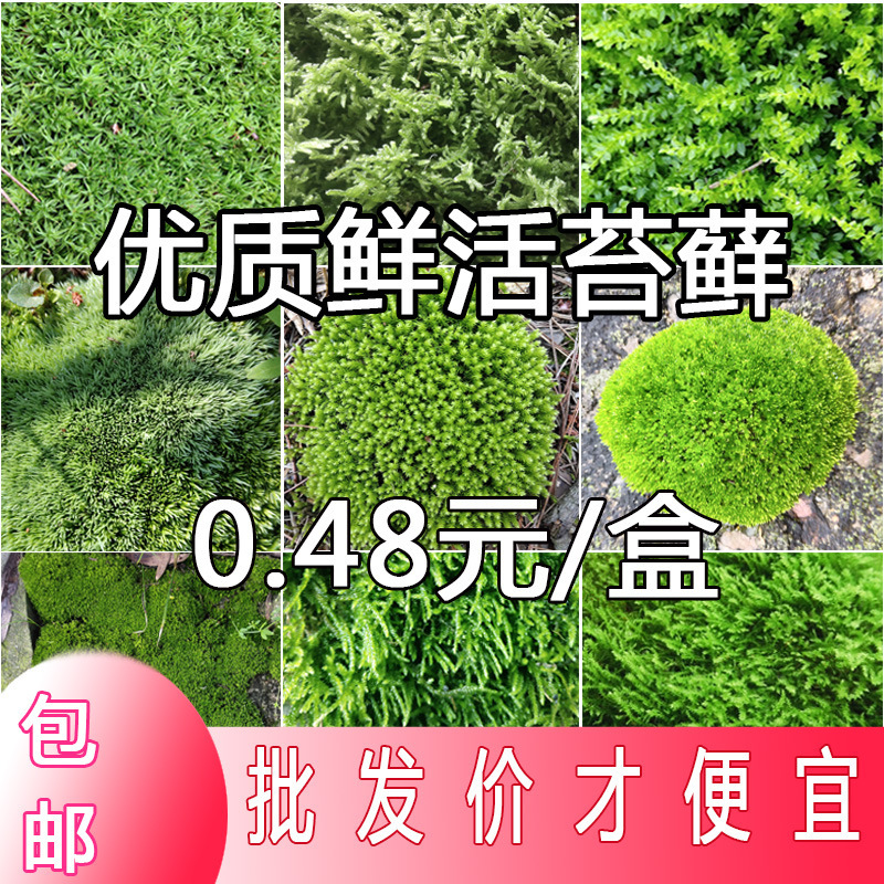 Moss Landscape Short-Velvet Moss Fresh Moss Seeds Potted Paving Rockery Micro-Landscape Ecological Tank Landscaping Plants