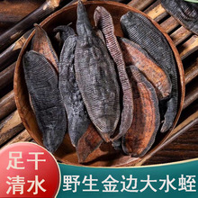 正品野生水蛭蚂蟥干中药材250g新货清水无盐金边宽体大水蛭粉吊干