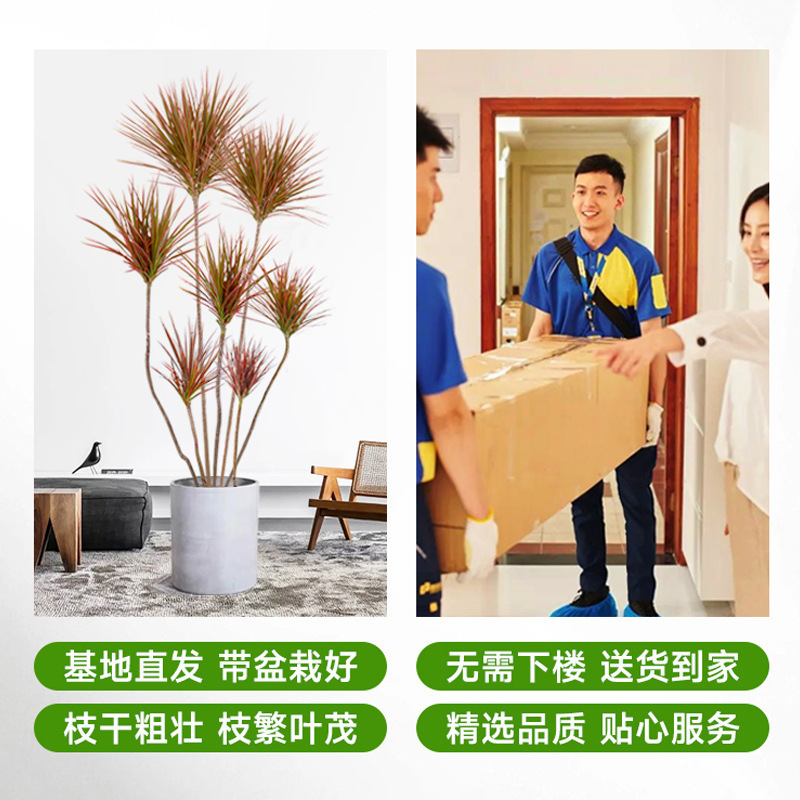 Colorful Millennium Wood Green Plant Indoor Large Potted Dragon Blood Tree Horsetail Iron Easy-To-Grow Plant Living Room Office Flower