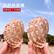 �������6-10cm��Ȼؐ������ˮƿ�������ﺣ����ؐ�ղؘ˱���