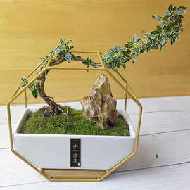 多肉微景观组合盆栽北欧系列创意室内桌面盆景diy圣诞苔藓绿植