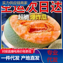 【活动款】正宗哈密瓜脆甜当季新鲜水果甜对接电商直播产地直发