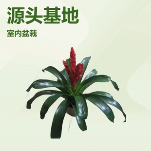 Base Supply Indoor Ornamental Pineapple Fire Phoenix Colorful Bud Yingge Source Gardening Flower Plant Potted Wholesale