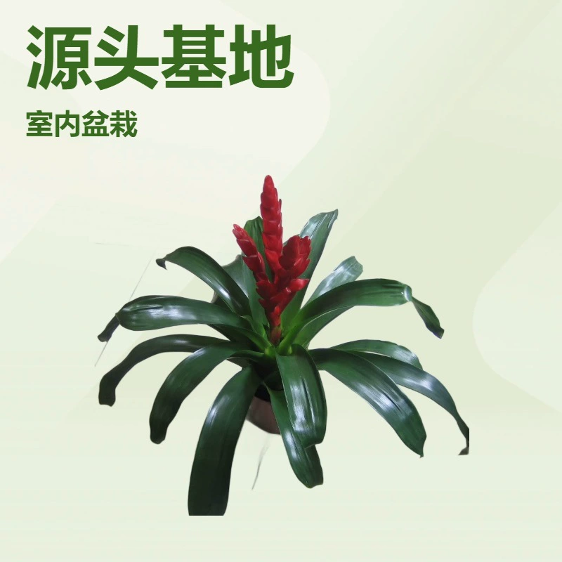 Базовые поставки Крытый декоративный ананас огонь феникс цвет бутон Yingge садоводческие цветы горшечные растения оптом