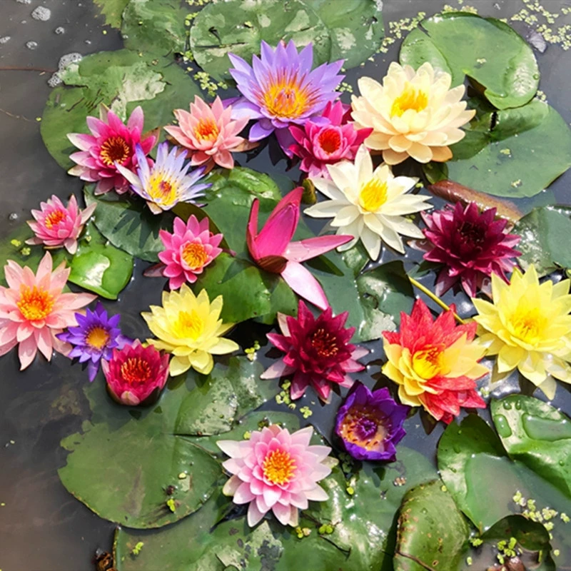 Водный большой корневой блок водяной лилии гидропонный пруд для растений Лотос водный корневой блок большой цветочный Корневище Four Seasons с водяным питанием