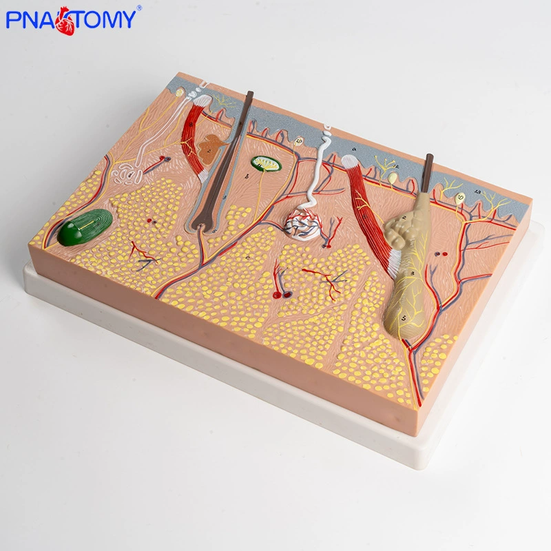 Physiological skin structure, cosmetic postoperative mold, anatomy