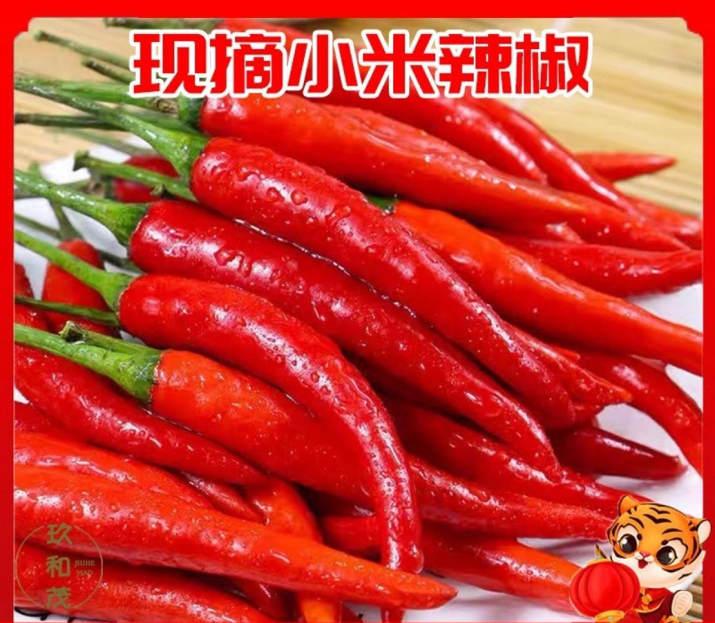 新鲜红小米辣椒10斤整箱一件代发辣朝天椒超辣朝天尖椒批发5斤无