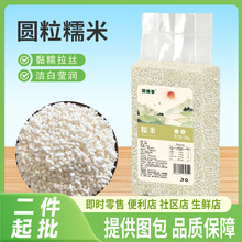 东北糯米500g江米圆糯米粽子米新米无碎粒粗粮五谷杂粮批发