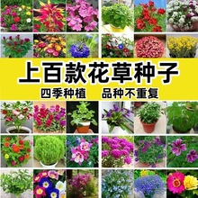 花种子大全四季播种开花不断波斯菊百日草阳台庭院易种花卉花种籽