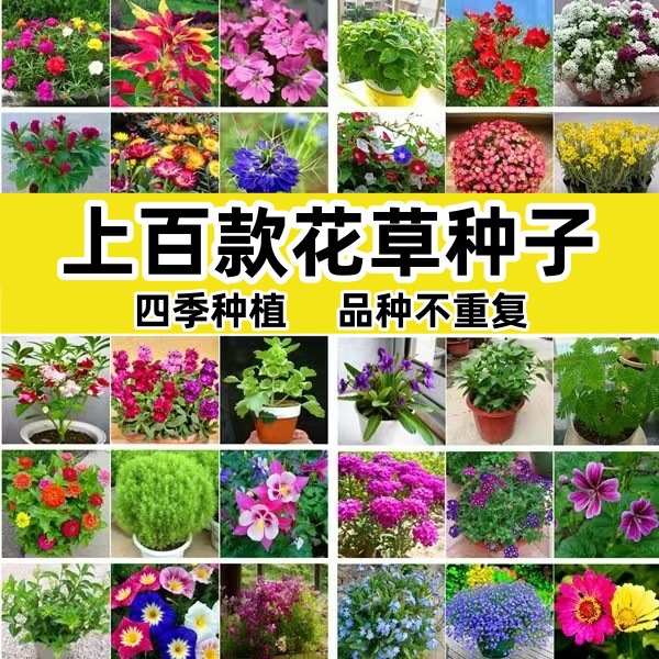 花种子大全四季播种开花不断波斯菊百日草阳台庭院易种花卉花种籽