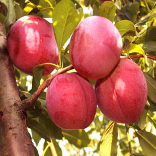 ���Ә���޽�������t��ʯ���Ә������Ե������Ϸ������Nֲ������