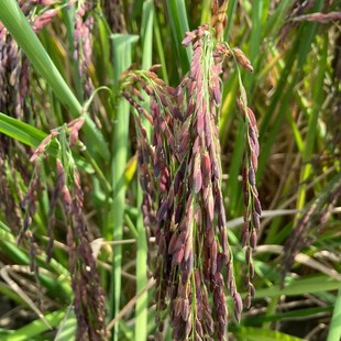 ���ڏV�|÷���r���L��ĥƤܛ���׺�ճ�ןoȾɫ���ЙC�����׺�ճ��