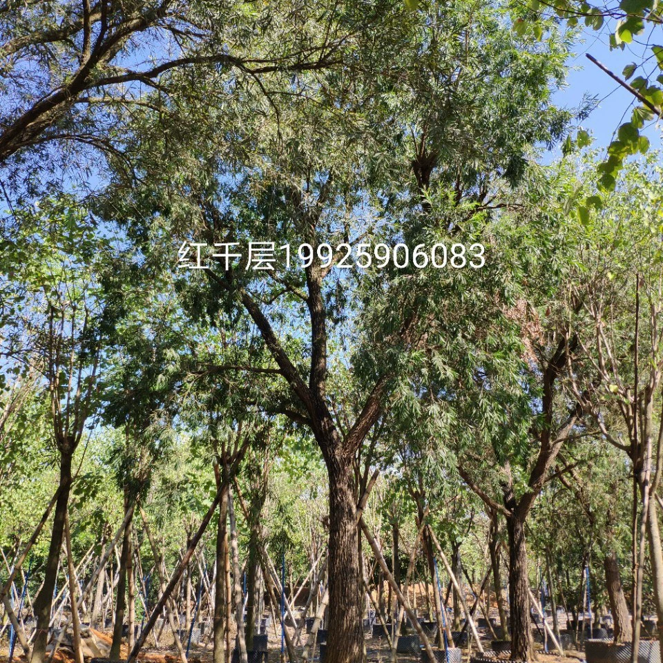 Поставка красной тысячи слоев 25-30 см