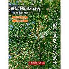 优质新采侧柏种子侧柏树种子柏树种子扁柏种子散装野生育苗林木籽