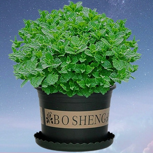 �������Կ�ʳ��ˮ��ֲ��Gֲ�����҃��ļ����B�������ֲ��С����