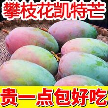 攀枝花凯特大芒果爆甜凯特芒果当季新鲜水果芒果
