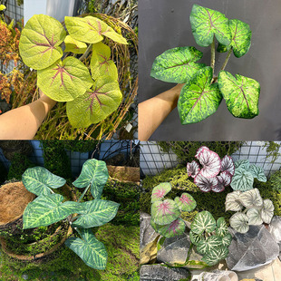 ����ֲ�ﺣ���~ֲ���ľG���c�Y�~��ֲë�U�ӻ����~��ˮˮ���~