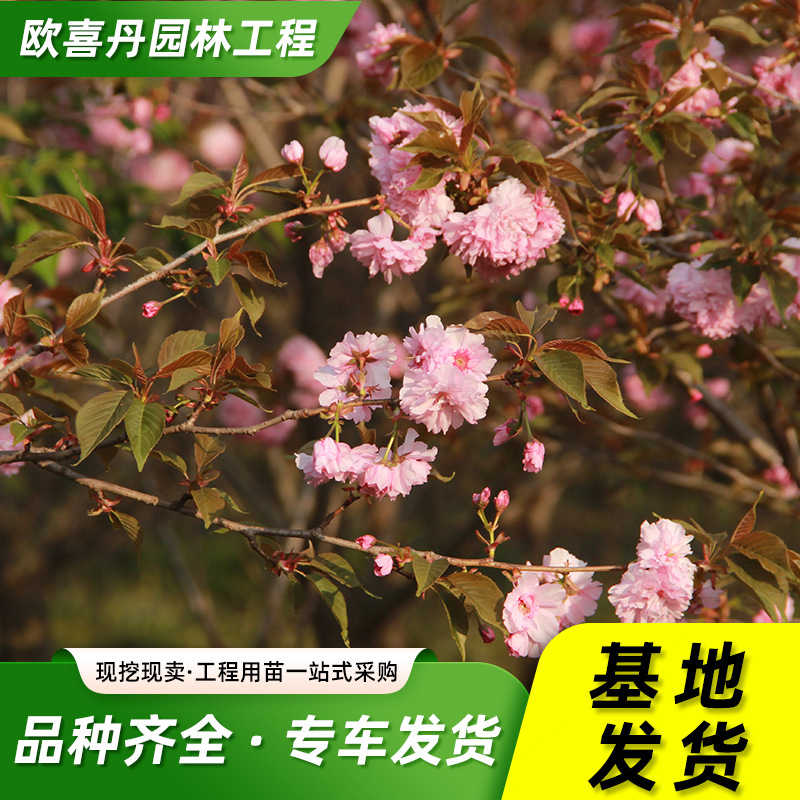 樱花树苗供应日本樱花小苗公园观赏花卉植物盆栽地载樱花苗