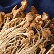 不开伞干茶树菇农家新鲜采摘古田茶树菇500g香菇菌菇煲汤食材批发