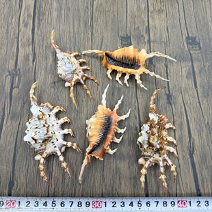 ϐ����  ��Ȼ�����߽���֩�����~���b�Ʒ�Ҿӻ�c��̨�����[��