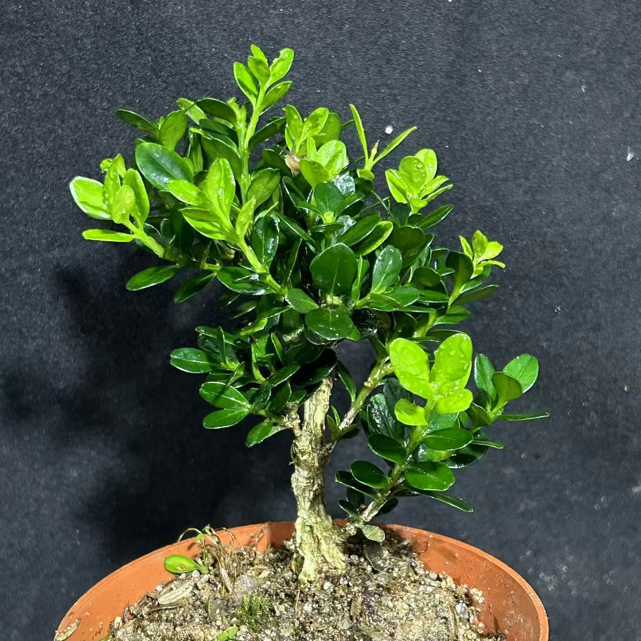 老盆口珍珠黄杨客厅盆栽老桩盆景造型植物禅意室内阳台常青绿植