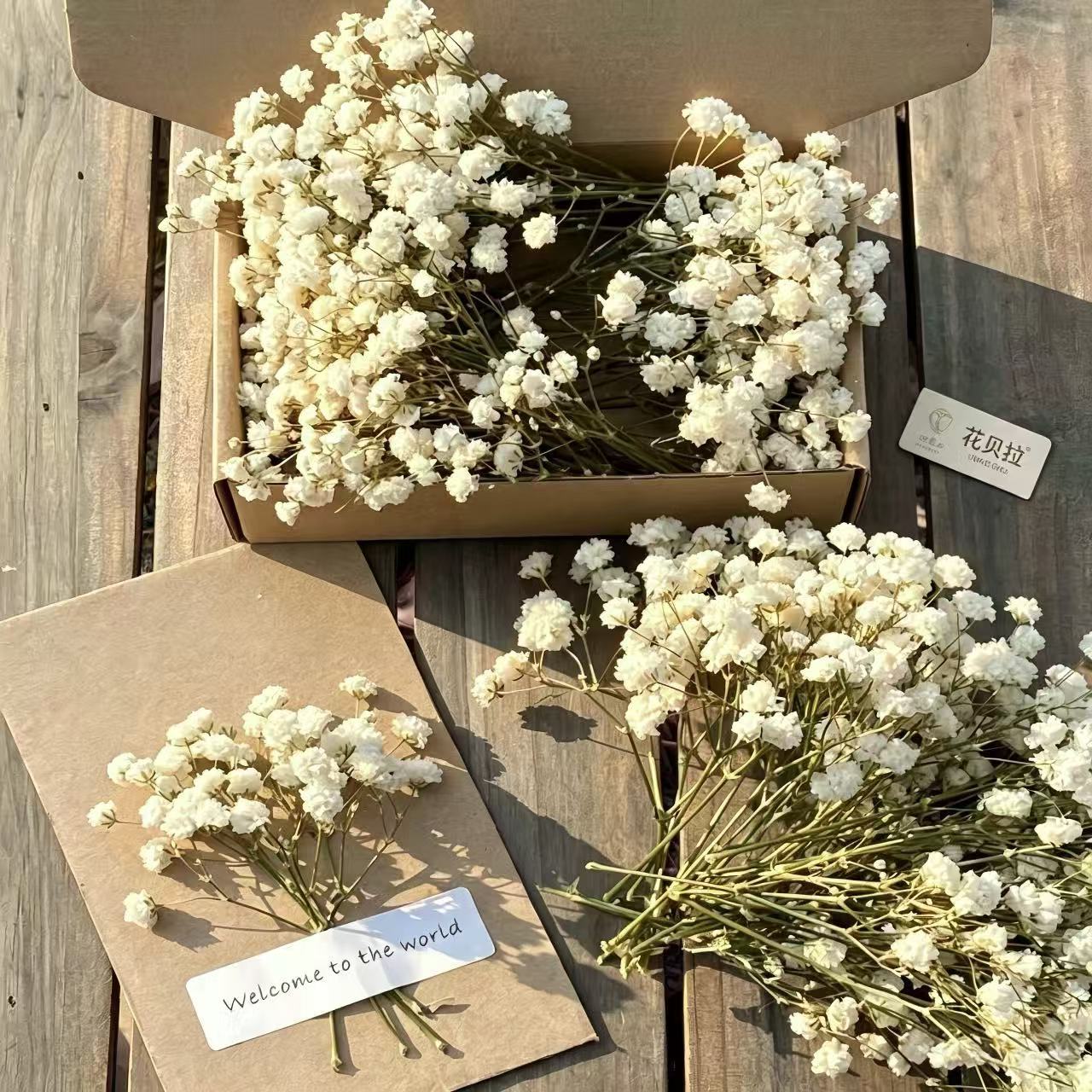 Qurudulmuş Gypsophila Çiçək Dəsti, DIY Dekor Materialı